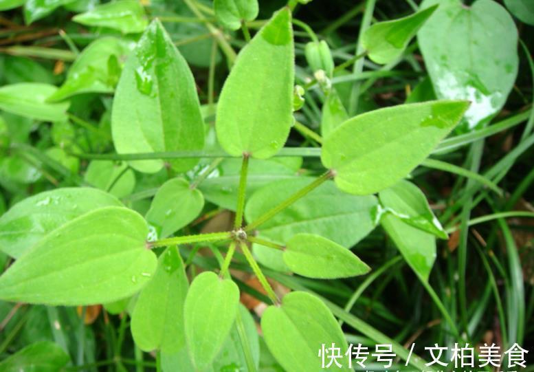 农村|农村一种叫茜草的野草，农家人常用其根部炖汤喝，营养很丰富