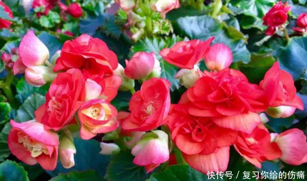 倾国倾城|1种花美得倾国倾城，叶美花更美，四季开花不断，随便一养就爆盆