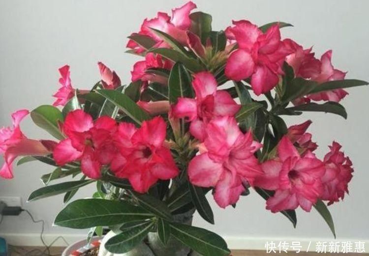 光照|5种花漂亮又净化空气，随便养就爆盆，吉祥富贵，清香四溢