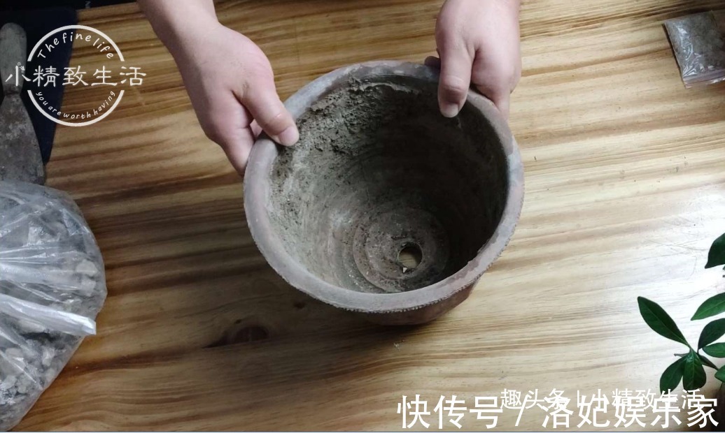 腐叶土+|栀子花买回家，上盆分6个步骤，用9张图说明，完整明了