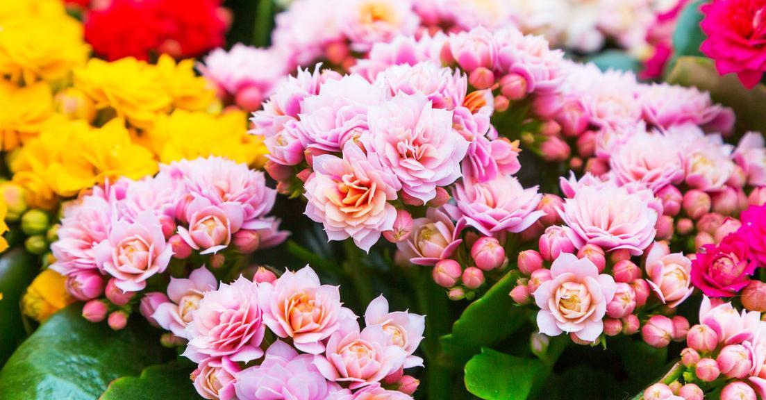 长寿花|养殖长寿花易踩的5个坑，避开养好长寿花无压力