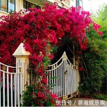 三角梅|三角梅“新品种”，沾土就活、浇水疯长，一年开花200天