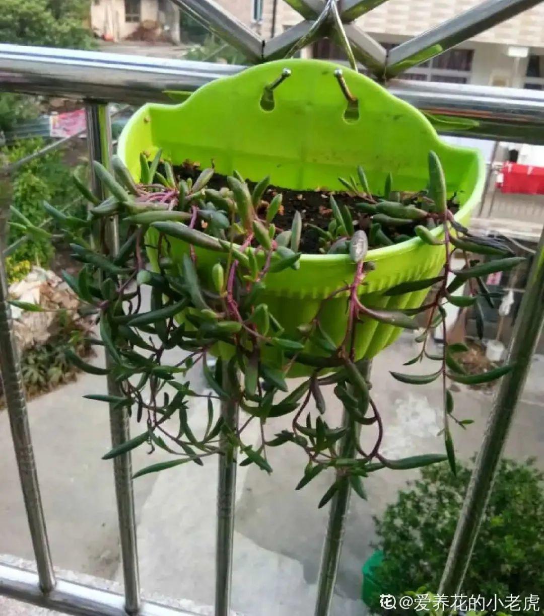 10种“养不死”的花,绿萝只能排最后一名,养死3种以上的举手