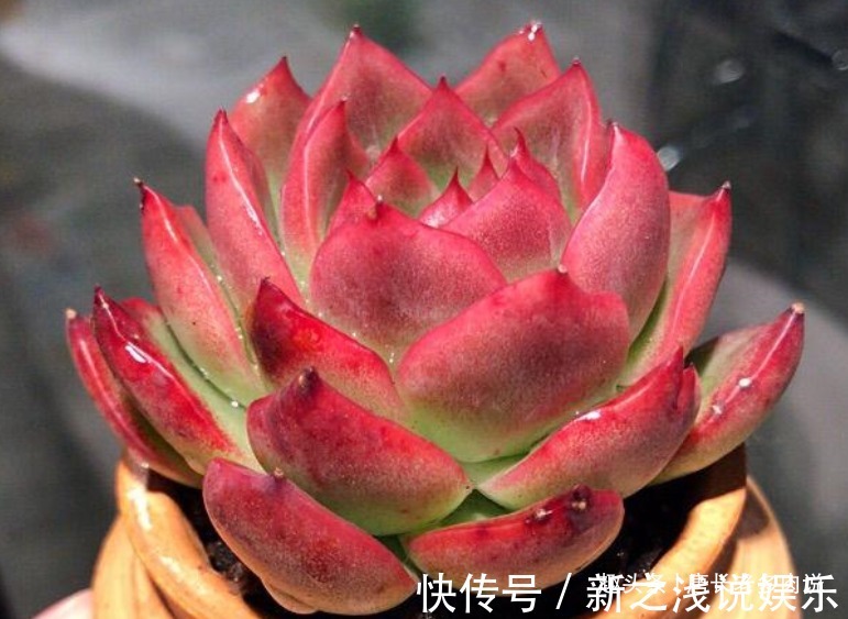 养多肉7年,我的多肉夏天基本不会出现黑腐,来看看是怎么做到的