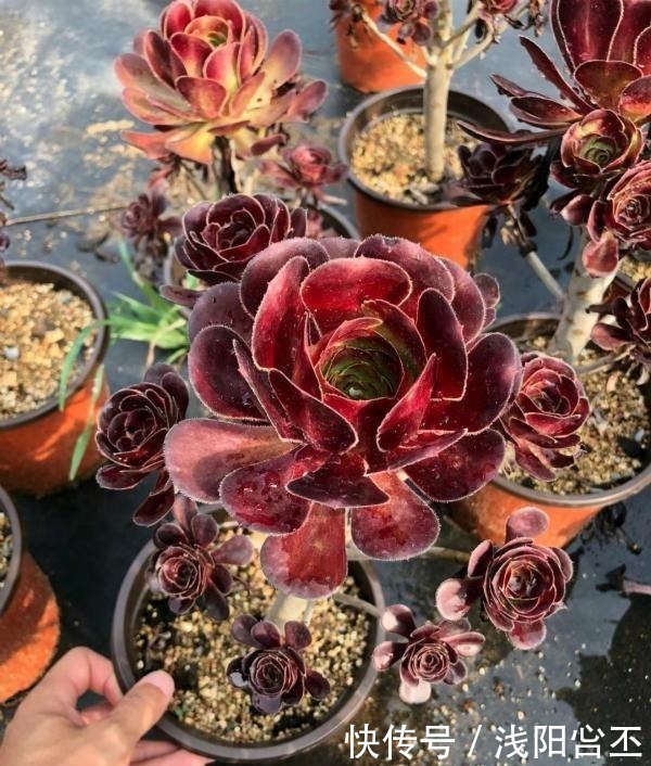 普货|公认老桩最漂亮的多肉，紫乐未上榜，这3种普货名列前三！