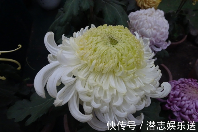 菊花|喜欢菊花，不如养盆“祝寿菊花”国华八十祝，桃吐丹霞，雍容华贵