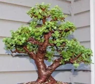 此种植物最适合做盆景,如何营造它的美感