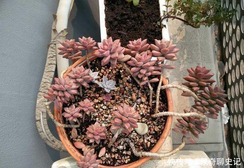 多肉普货姬胧月,没有露养条件就别养,阳台党难养出状态!