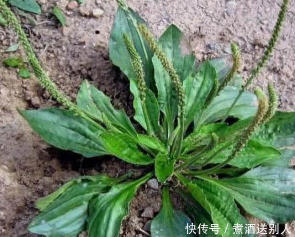 3种乡下常见的野菜女性常吃，凉血止血、清肝明目，谁吃谁受益