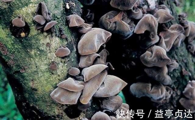 毛木耳|木耳错误食用会致人重病专家和食物无关,与错误的操作手法有关