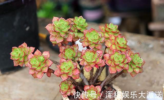 叶片|想把“多肉”养爆盆，学会4个“小技巧”，养出状态，轻松变老桩