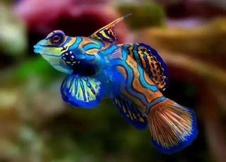 罕见|一组极罕见的动物照片;色彩缤纷的动物美极了