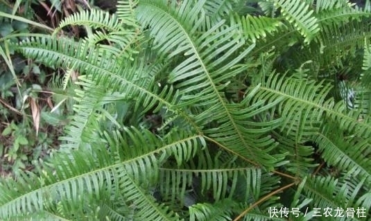 此植物叫芒萁,以前是烧火的好材料,现在被遗忘,越来越少见了