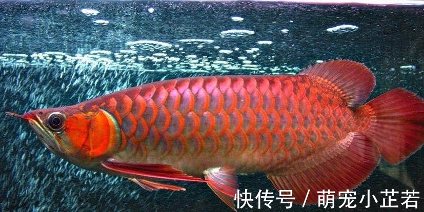 价值|他家养了这条鱼,无意间竟然发现此鱼价值八十万!