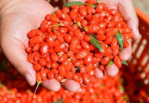 食用枸杞|男人每晚睡前“生嚼”几粒枸杞,一段时间后,这些好事你会喜欢