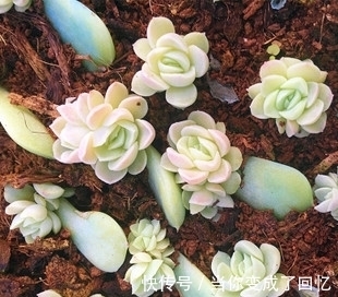 叶插多肉不出芽?掌握几个要点,出芽率高达90%以上!