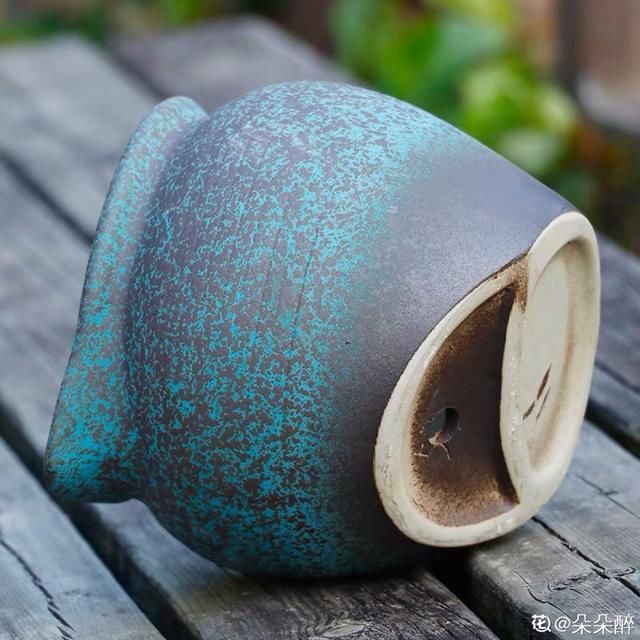 多肉|5种花盆养花,怪不得都死了,全是样子货