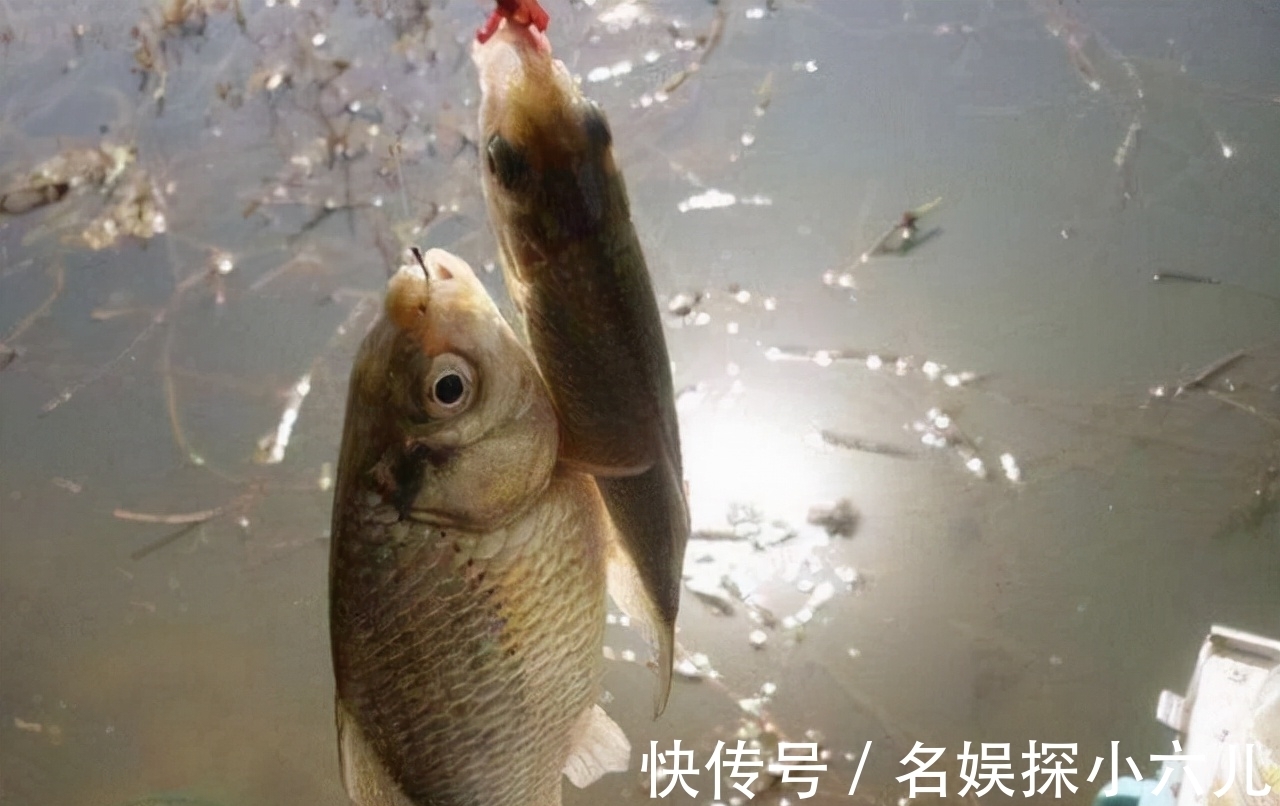 渔获|仲秋钓鲫鱼，会用这两种钓法，中钩的鱼，不仅个头大，数量还不少
