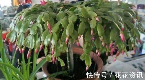 长寿花|什么花都养不好，就养2种花，开花漂亮，养护简单