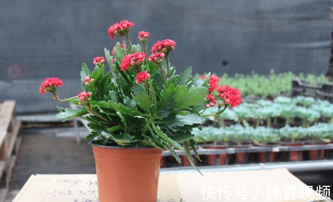 长寿花染上白粉病该怎么办?