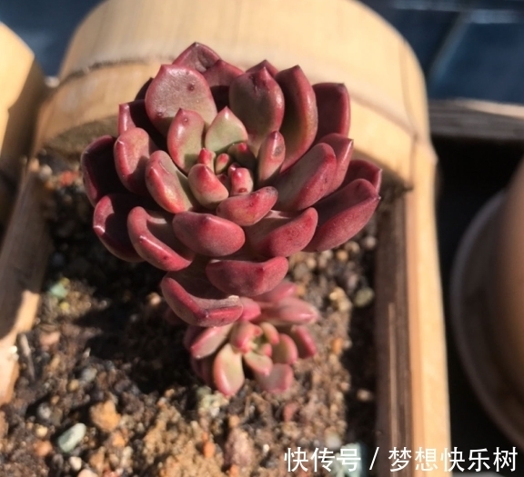 浇水|红宝石由绿变红，只需注意这5点，从众多肉中脱颖而出