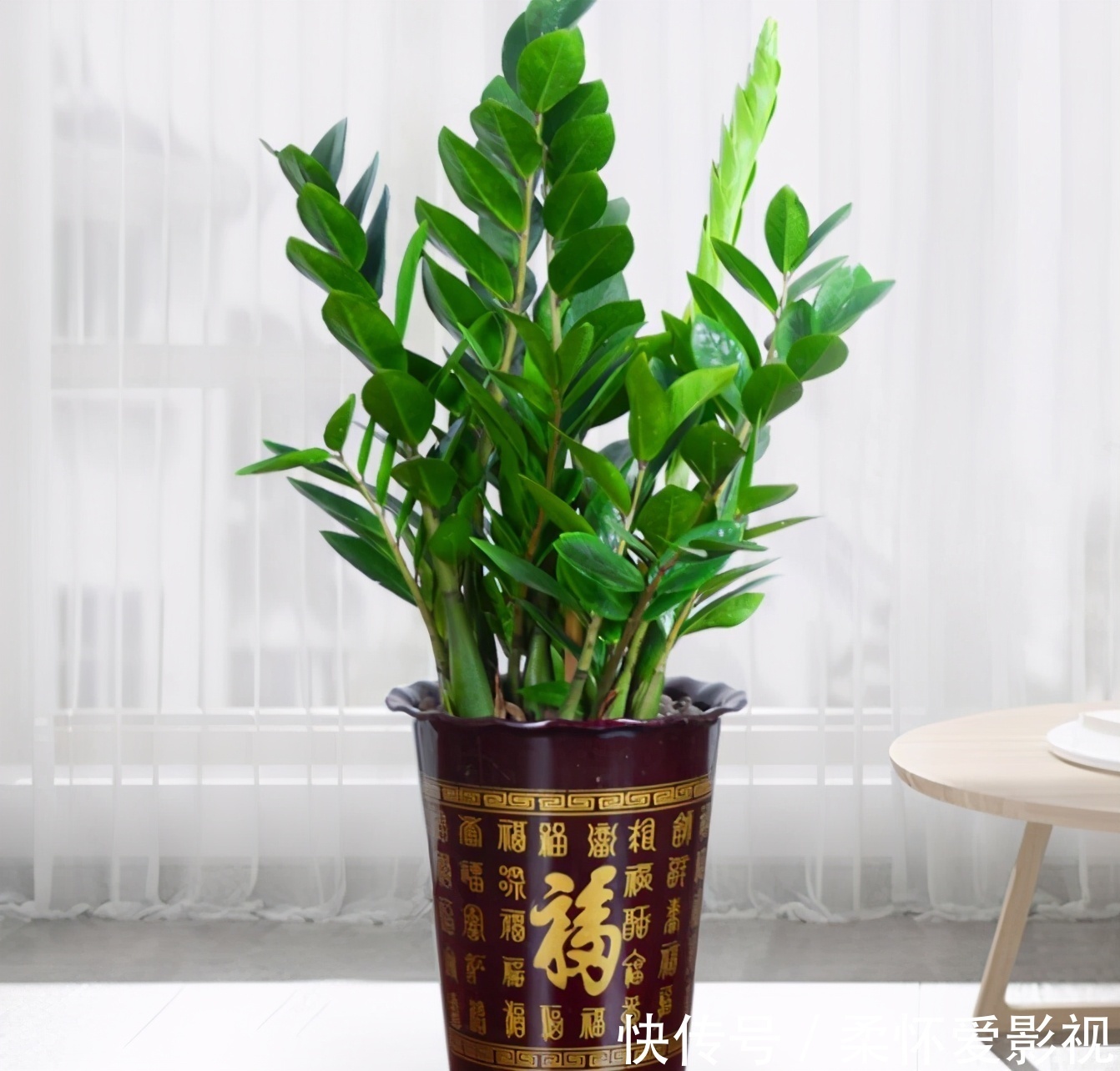 金钱树|客厅养花,选4个品种错不了,有的好看,有的寓意好