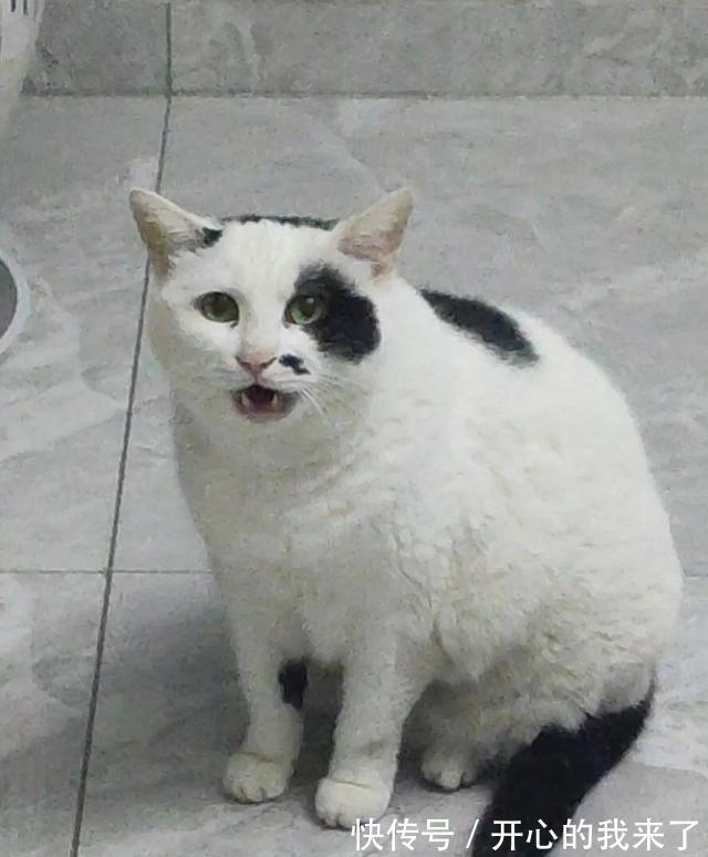 |搞笑猫咪：原以为猫很高冷，知道看到这些沙雕