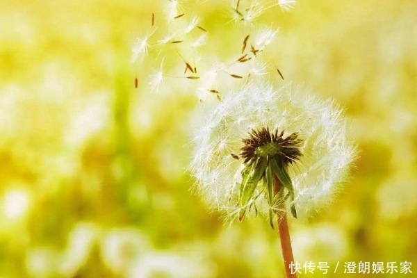 现在才知道,蒲公英不能随便泡水喝,三个问题要注意,别犯错!