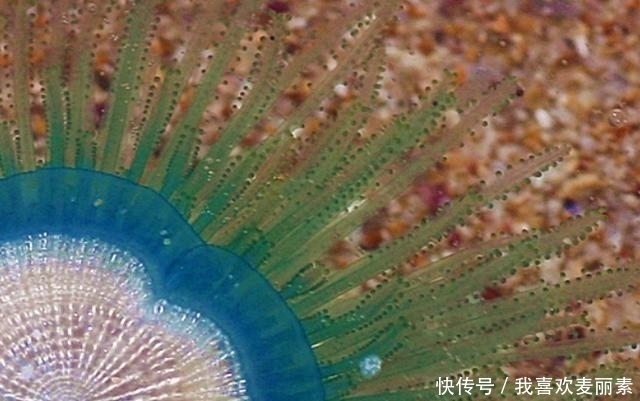 在海滩上遇到一堆“硬币”，碰到水后还会快速蠕动