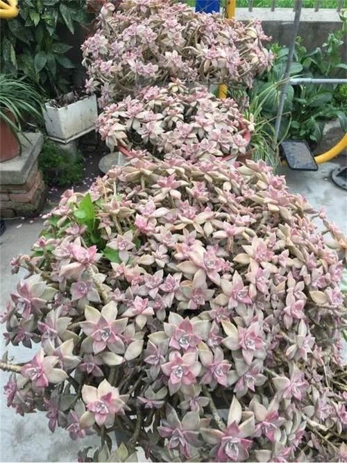 都在养“多肉”?那你见过养了15年的“胧月”,是什么样吗?