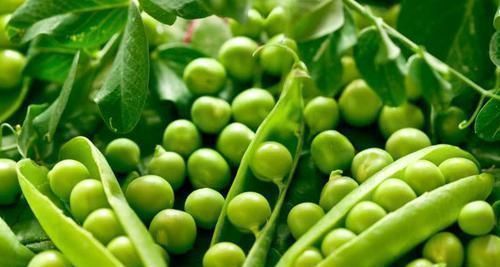 食物|减肥不用饿肚子, 每天吃这几种食物, 清肠刮油, 甩掉大肚腩