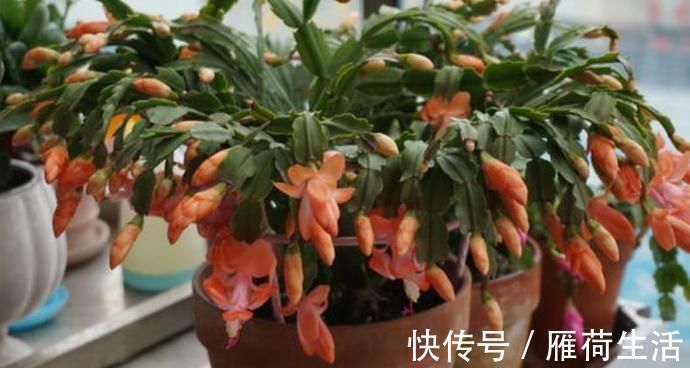 发红|夏季蟹爪兰在“睡觉”,换个“位置”养,叶片不发红,秋季早开花
