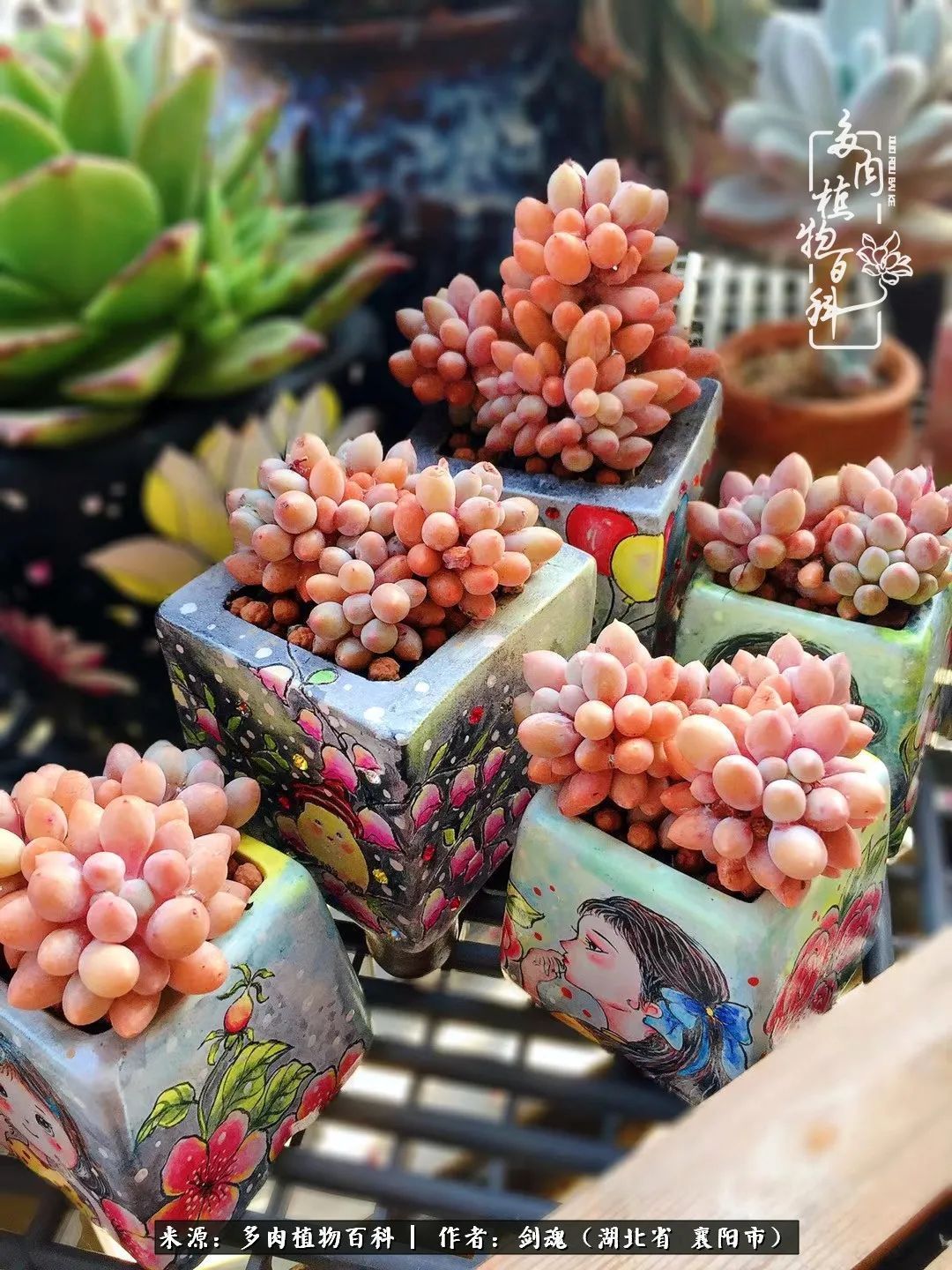 花盆|当美丽的多肉邂逅漂亮的手绘花盆,会是怎样的一种美