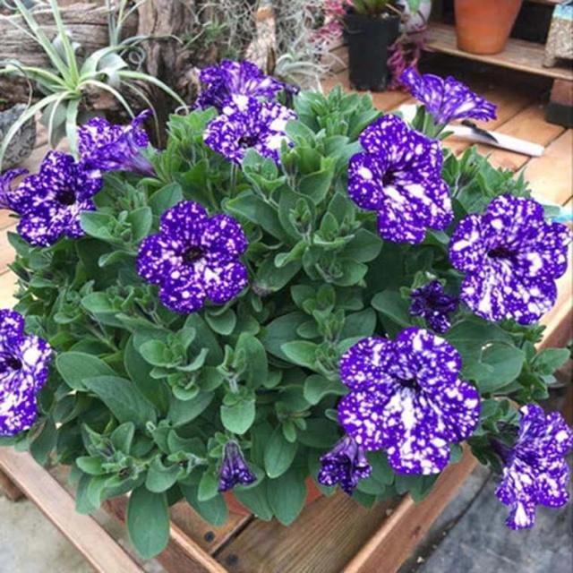 养花施肥小窍门记住“3个不要”，肥料用得少，花儿长得壮