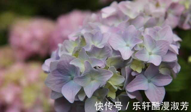 白羊座|喜鹊报喜,真情涌现,执着难离,意,和好如初,共浴爱河