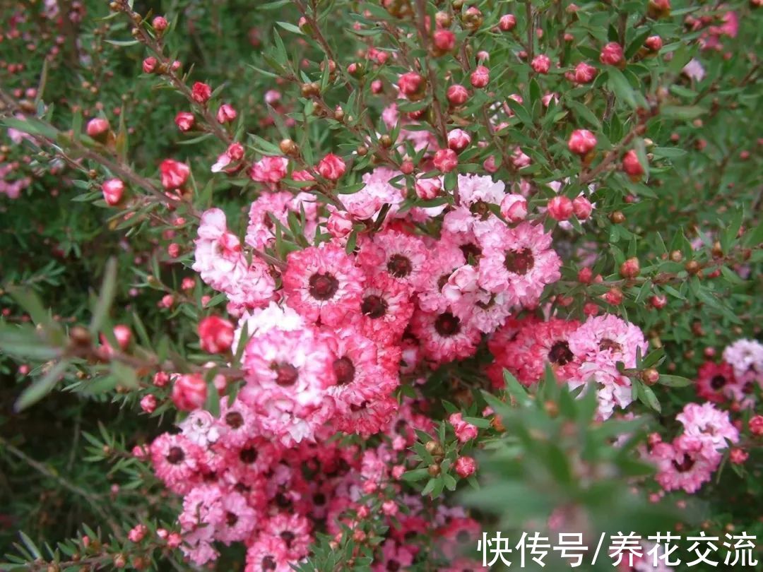 松红梅|松红梅能花开半年，花叶清香，但你家真的适合养吗？