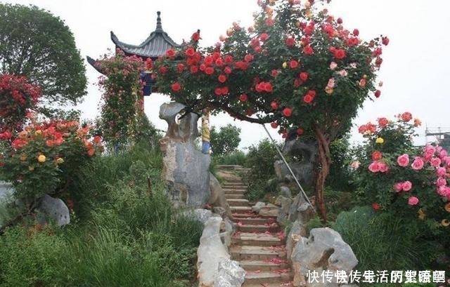 树状|少吃两顿肉，此花也要栽2株，好养易成活，开花美又多！