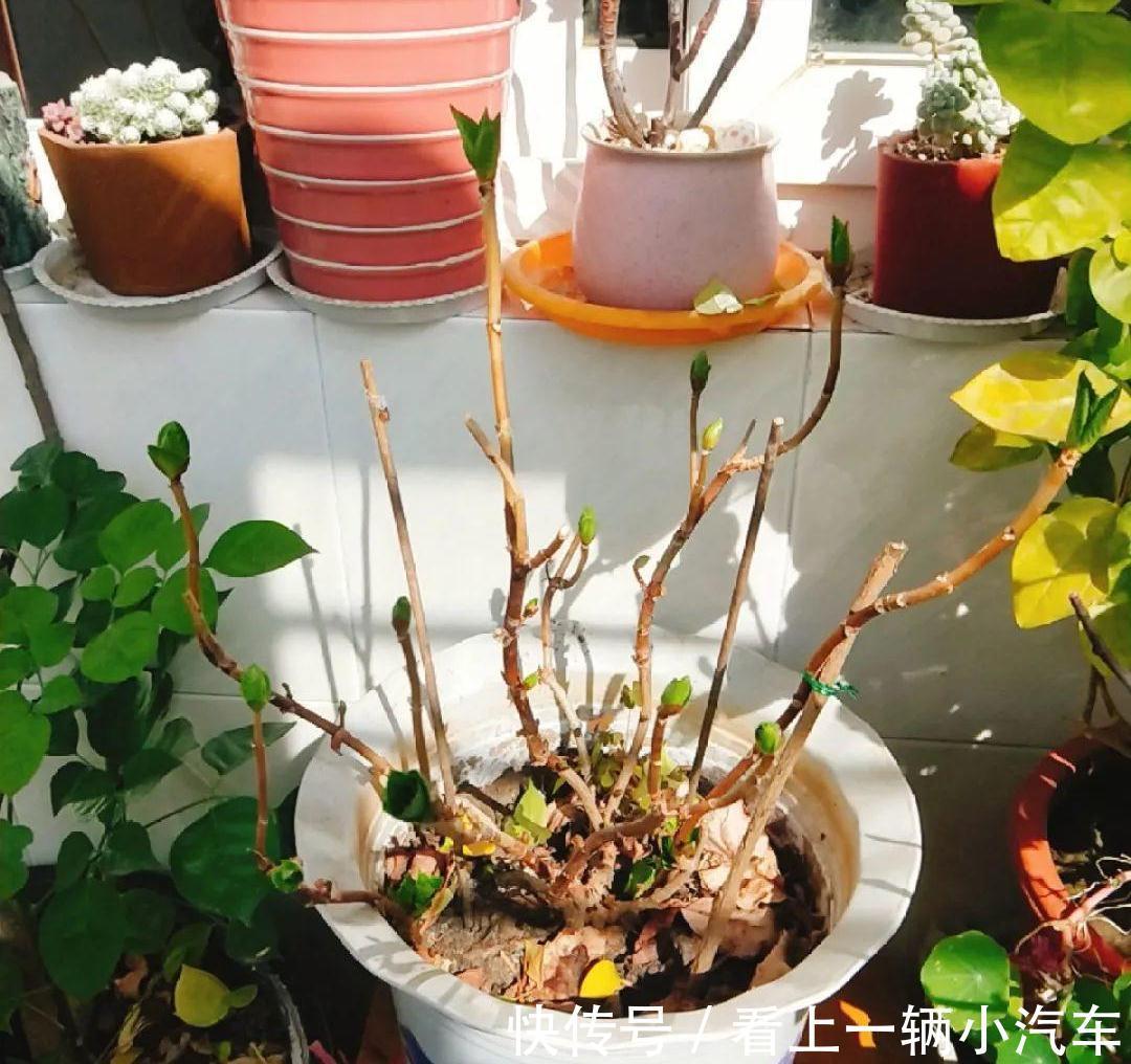 6种富贵花,冬天爱“装死”,好好“伺候着”,来年繁花多几倍
