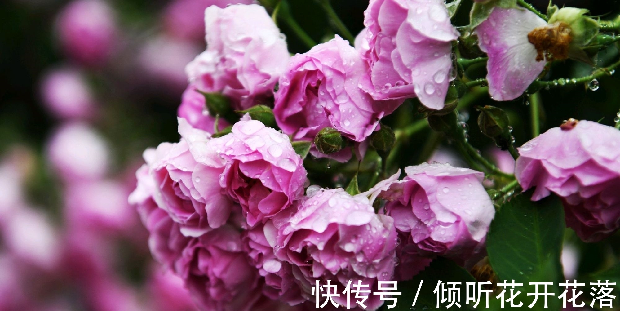 惜春!黄庭坚逆境中的一首独出心裁之作,空灵蕴藉,深沉含蓄,情趣盎然