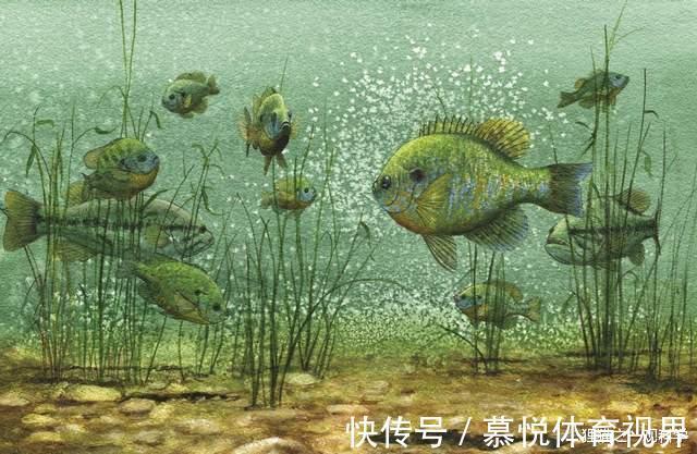 太阳鱼|一胎产上万只,5天孵化,四川多地发现大量太阳鱼,它有多可怕?