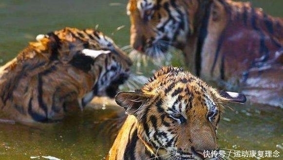 中国|中国民间流传最广的三种奇异动物,却没有人见过真身,只存在与传说中