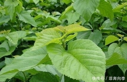 泡水|乡下这种叶子被称为“神仙草”，泡水喝清热解毒，降血压，还淡斑