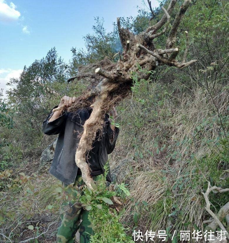 背篓|二大爷挖到一棵黄杨,背篓都装不下,扛起就下山了