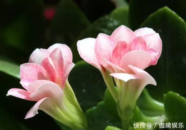 散光处|这4种花,剪个枝插水里,10天就生根,当下季节最佳