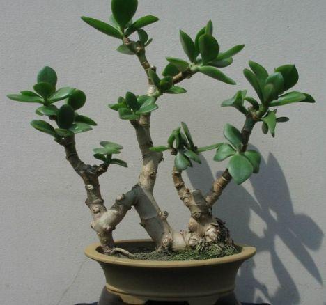 养此3种花卉，30天“掐个头”，一年长成“老桩”，好看好养