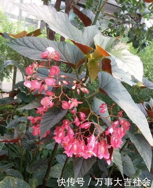 秋海棠|卫生间适合养什么花推荐几种好活耐湿花,净化空气没异味