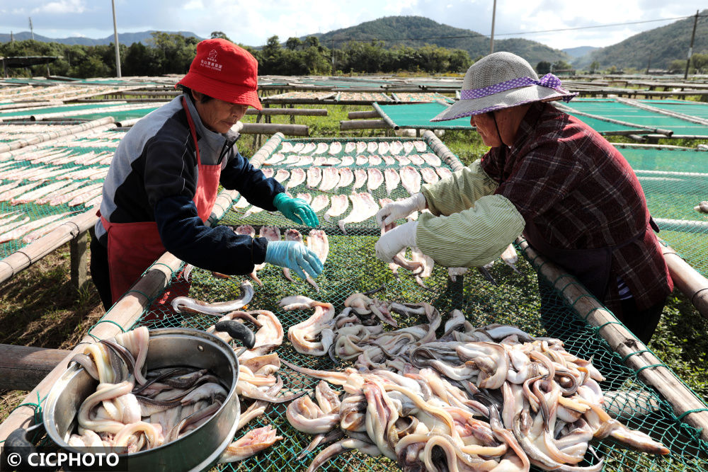 浙江省|浙江舟山：秋高气爽季 晒鲞正当时