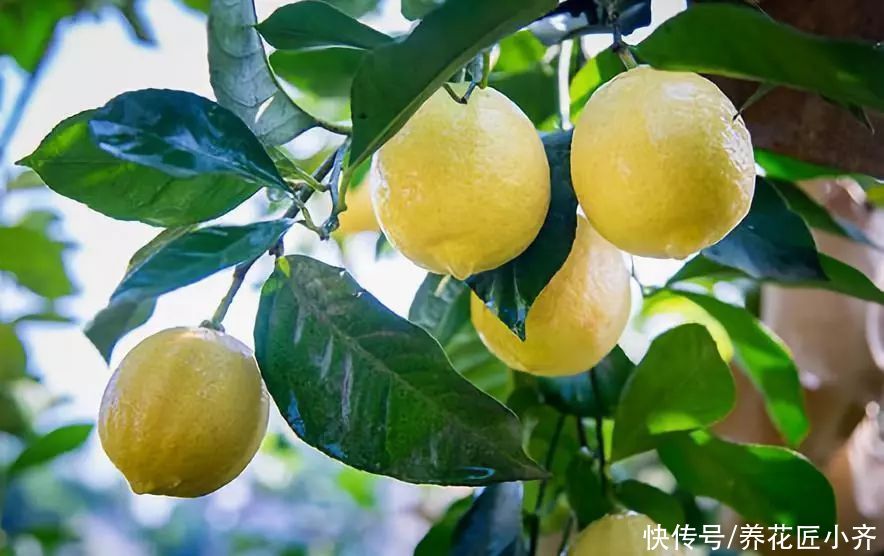 叶绿|盆栽柠檬养不好？记住它有“4怕”，避免才能叶绿结果多