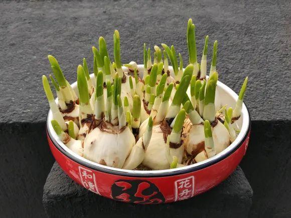 常见的20种有毒花草，有老人、小孩、宠物的家庭千万注意