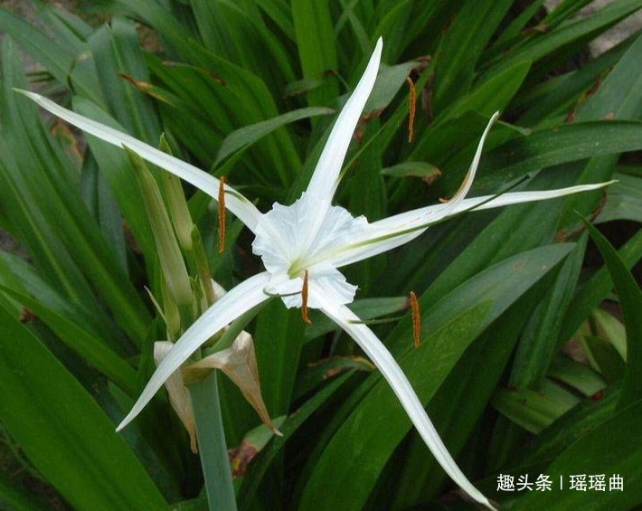 此花姿态健美花型别致，美到了极致且独特万分，是天生丽质之花